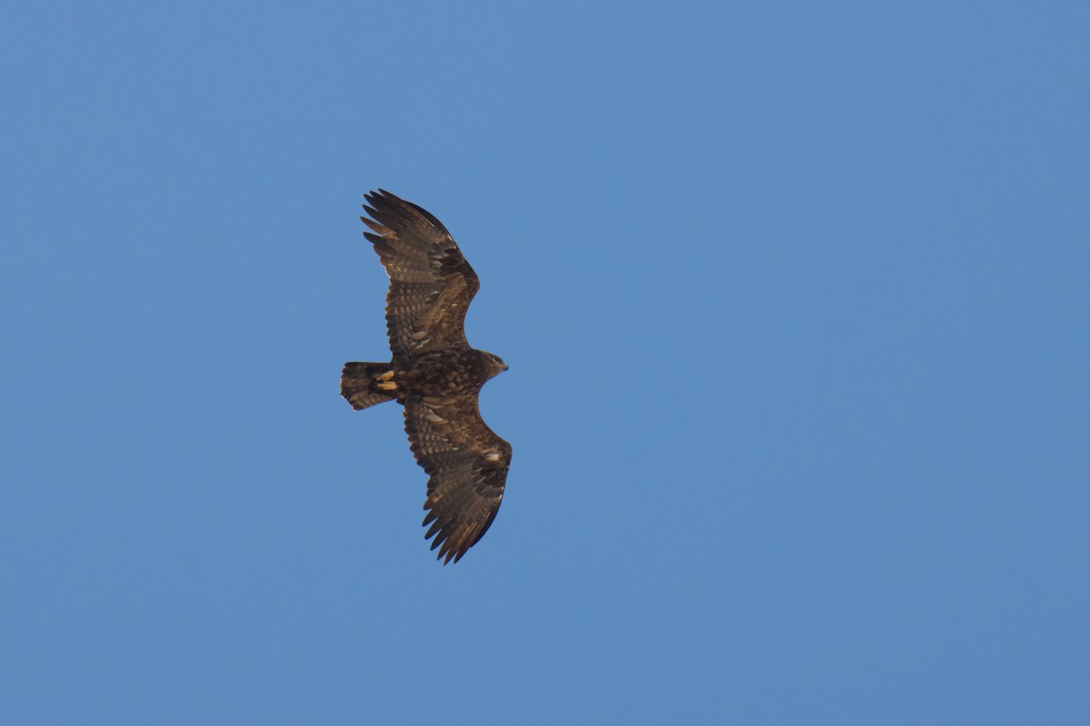 Steppenadler - ML651927928