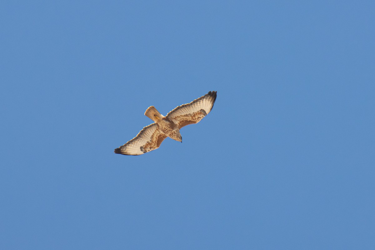 Mäusebussard (Falkenbussard) - ML651927967