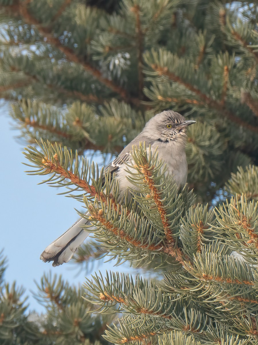 マネシツグミ - ML651928315