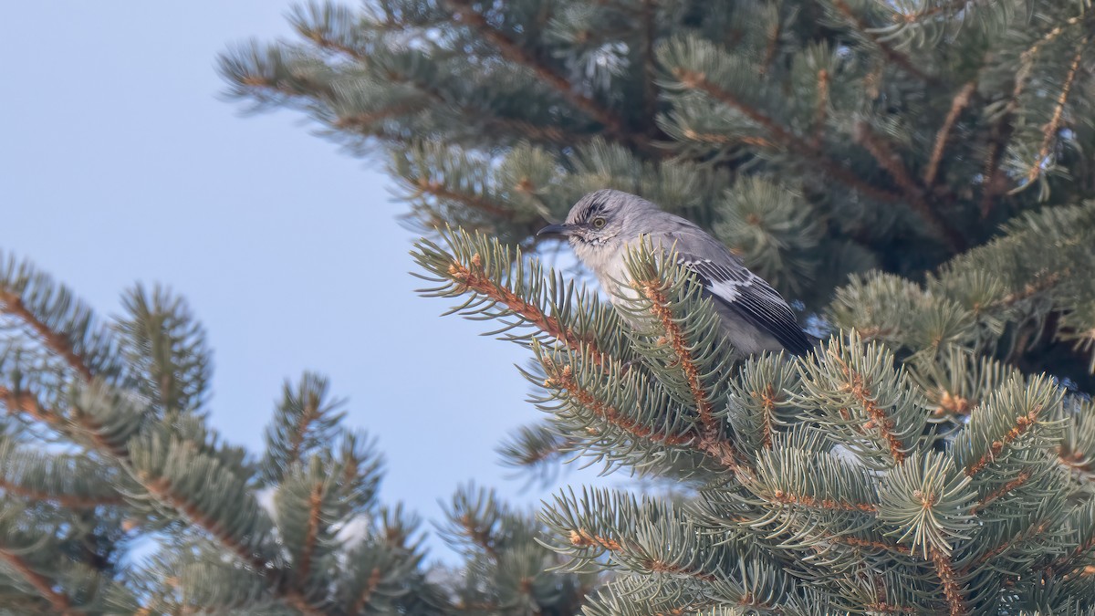 マネシツグミ - ML651928316