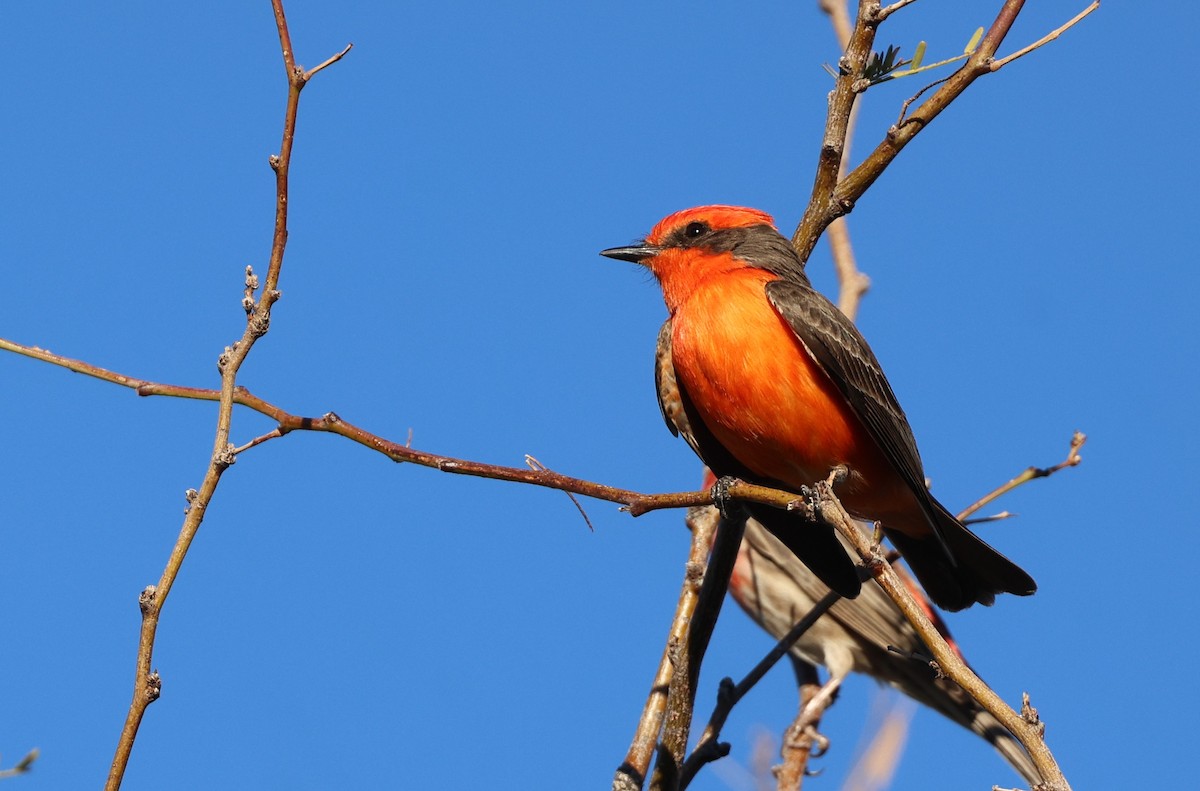 Vermilion Flycatcher - ML651928867
