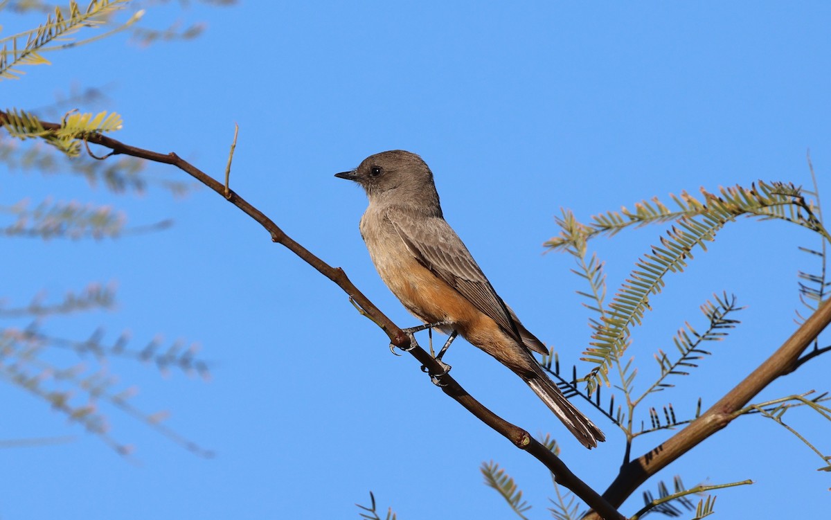 Say's Phoebe - ML651928909