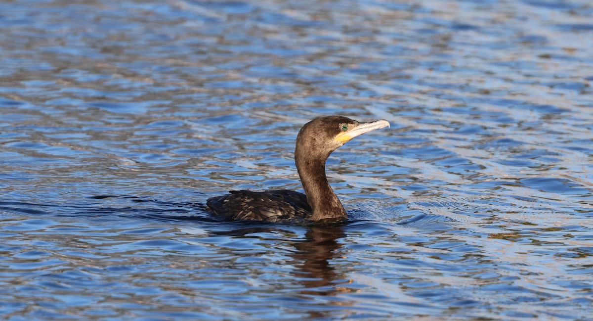 Neotropic Cormorant - ML651928953