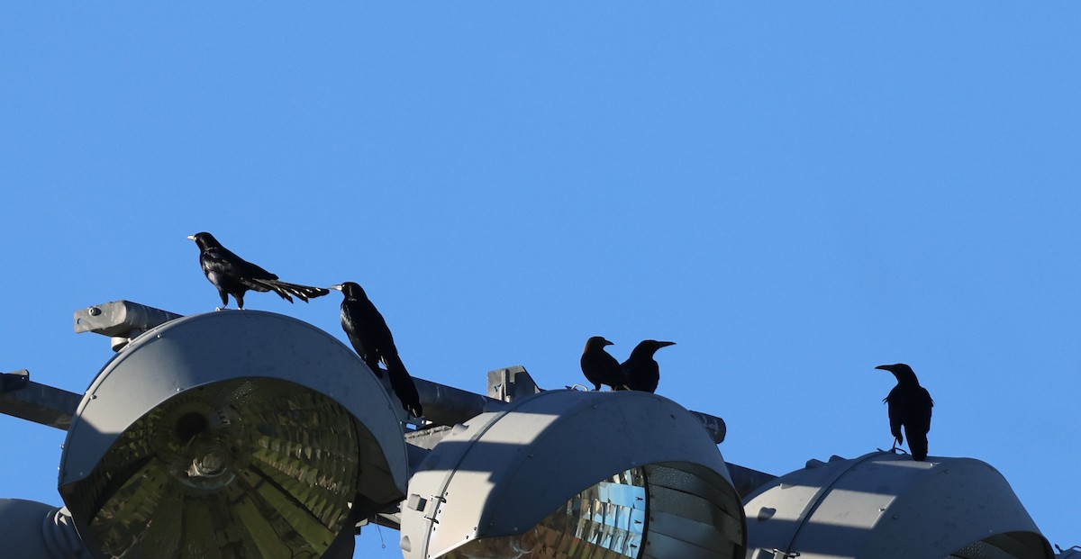 Great-tailed Grackle - ML651929068