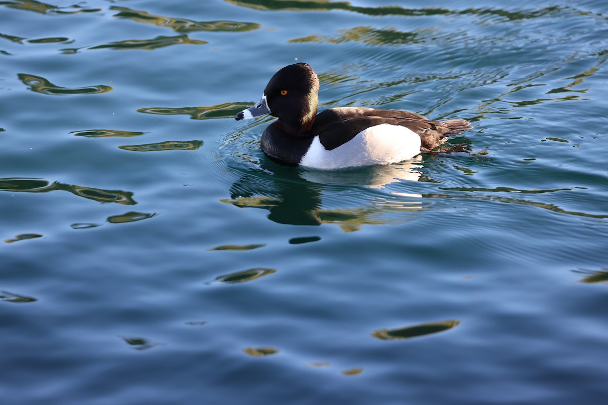 Ring-necked Duck - ML651929122