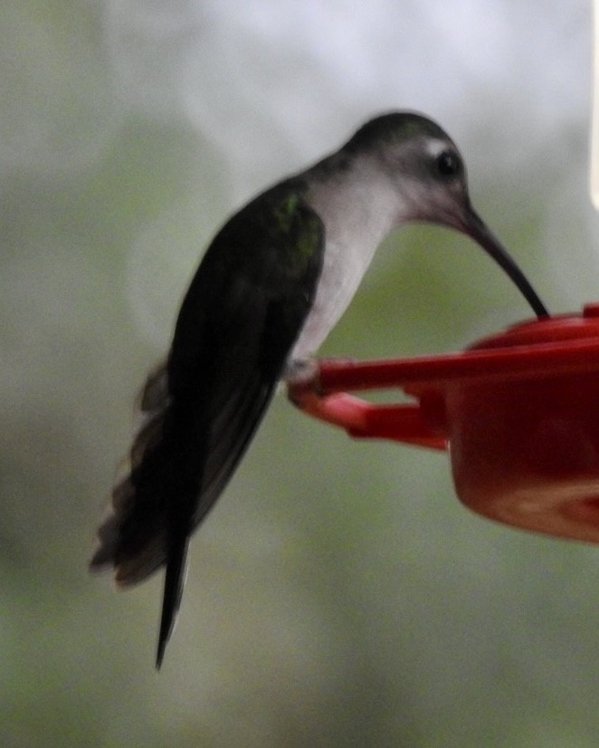 mexicosabelvinge - ML651929170