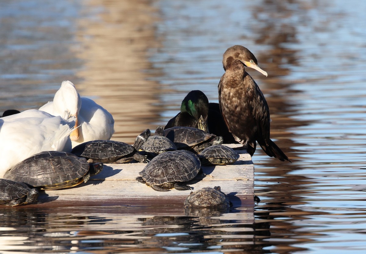 Neotropic Cormorant - ML651929195
