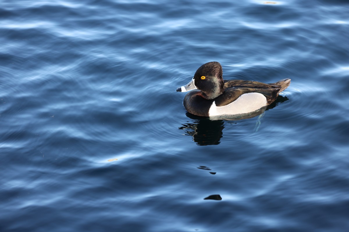 Ring-necked Duck - ML651929293