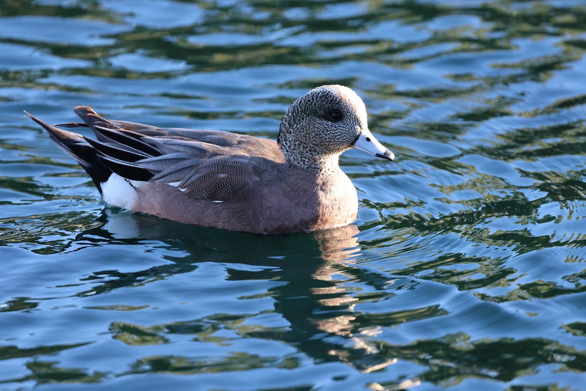American Wigeon - ML651929324
