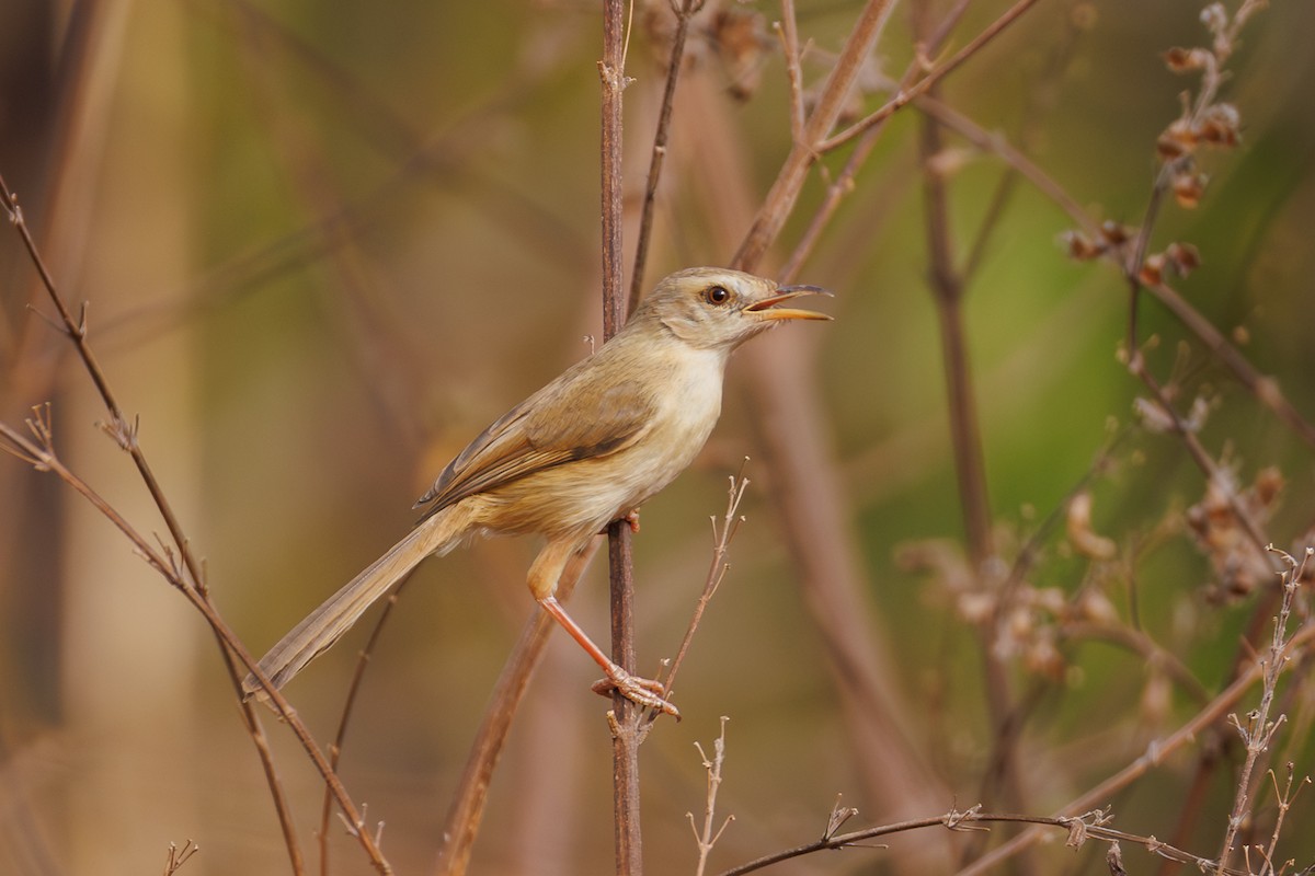 Tawny-flanked Prinia - ML651929450