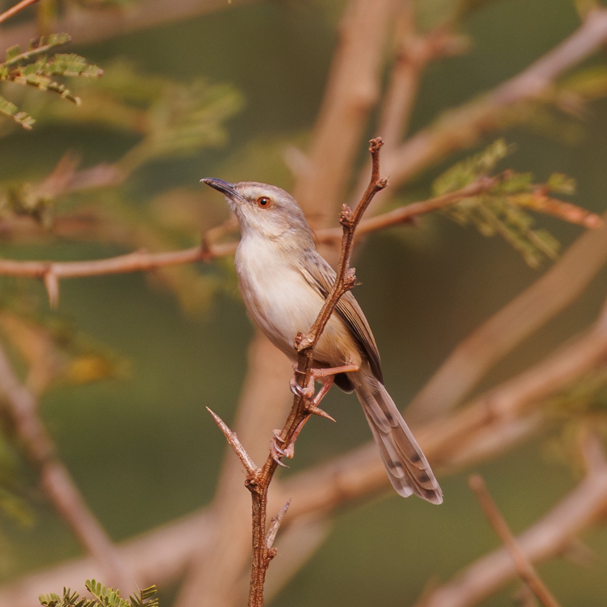 Tawny-flanked Prinia - ML651929451