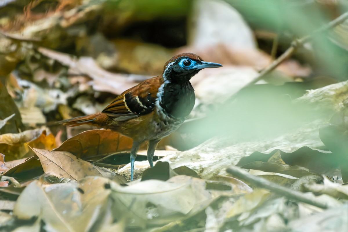 Weißband-Ameisenvogel - ML651929464