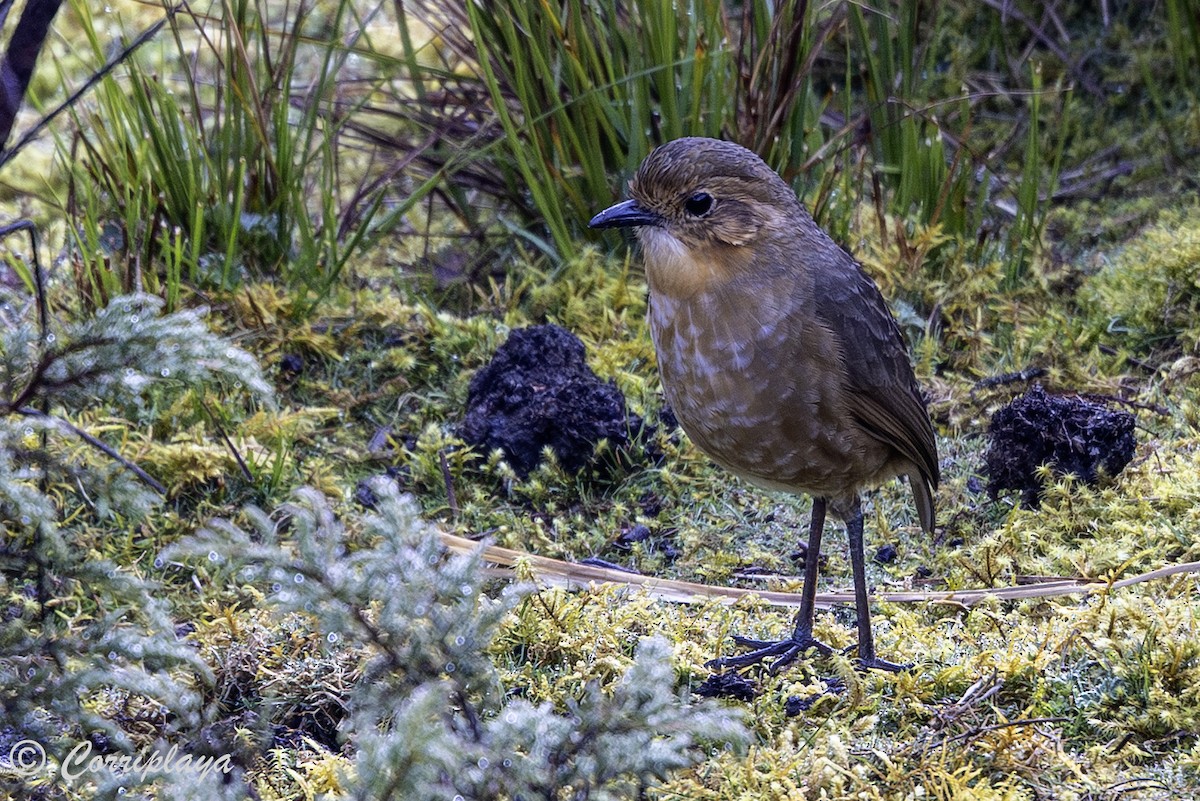 Boyaca Antpitta - ML651929586