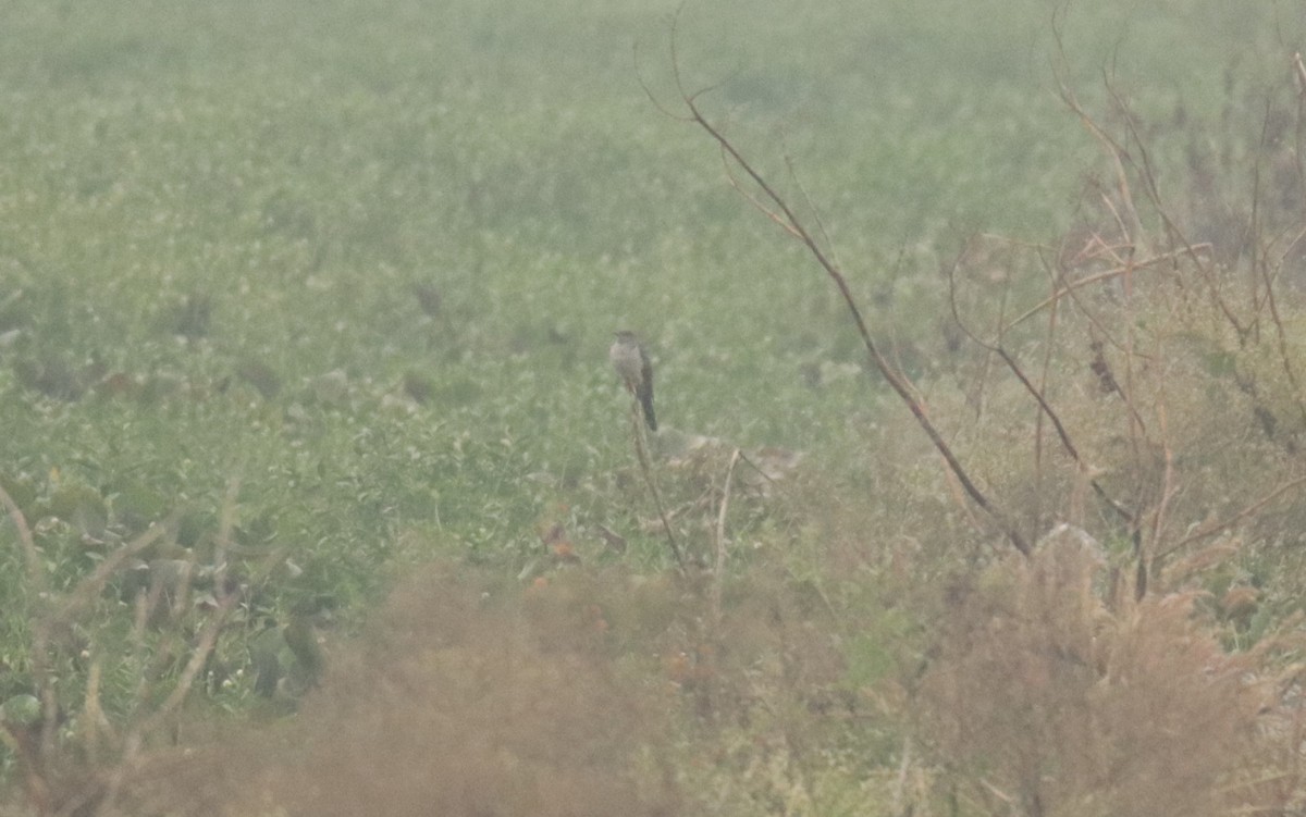 Common Cuckoo - ML651929587