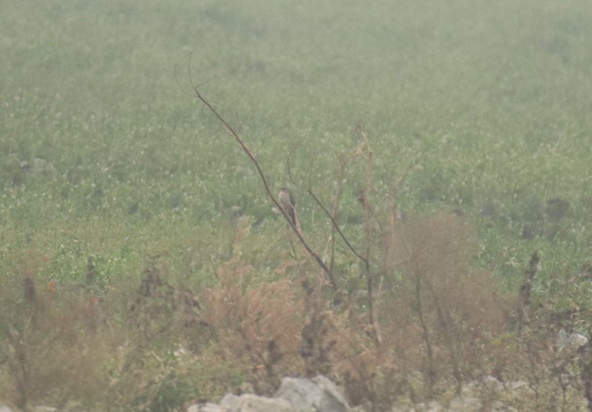 Common Cuckoo - ML651929621