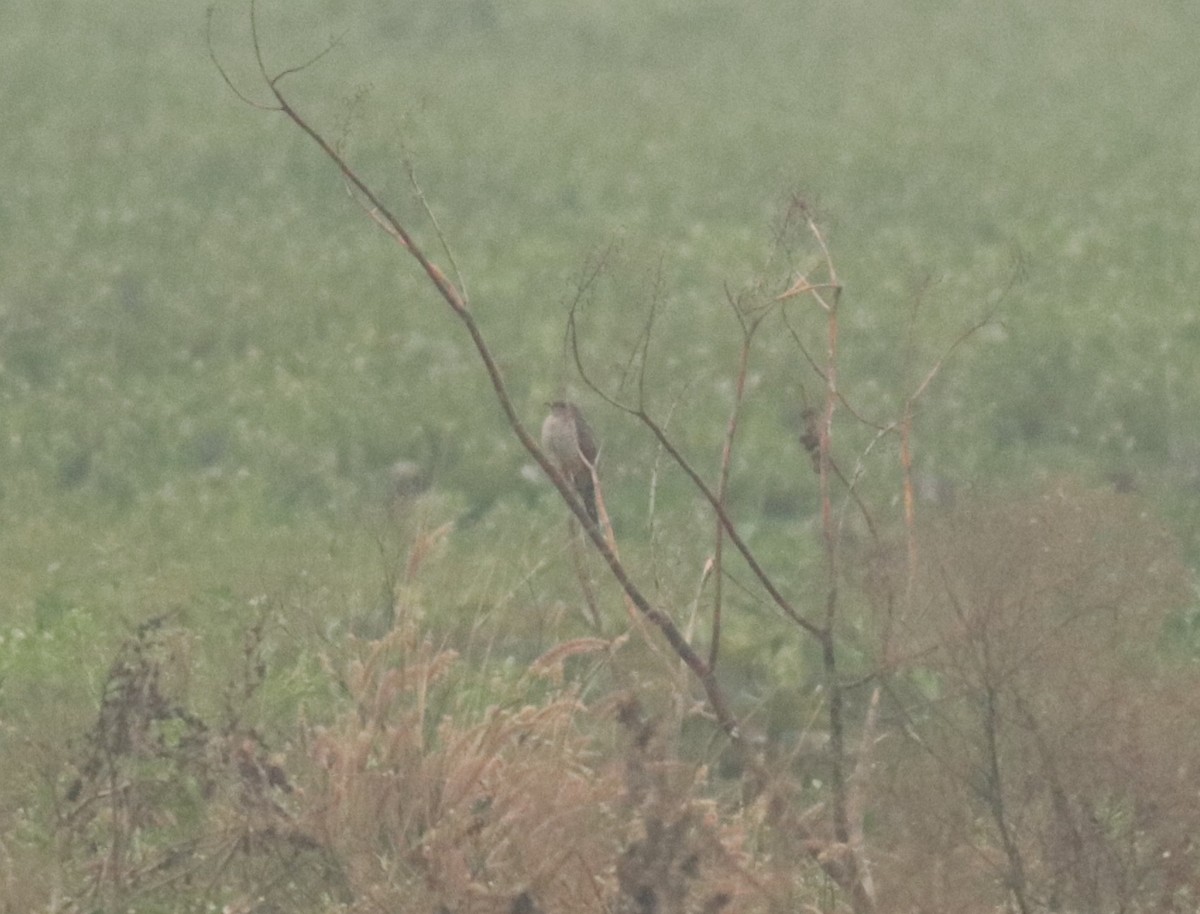 Common Cuckoo - ML651929750
