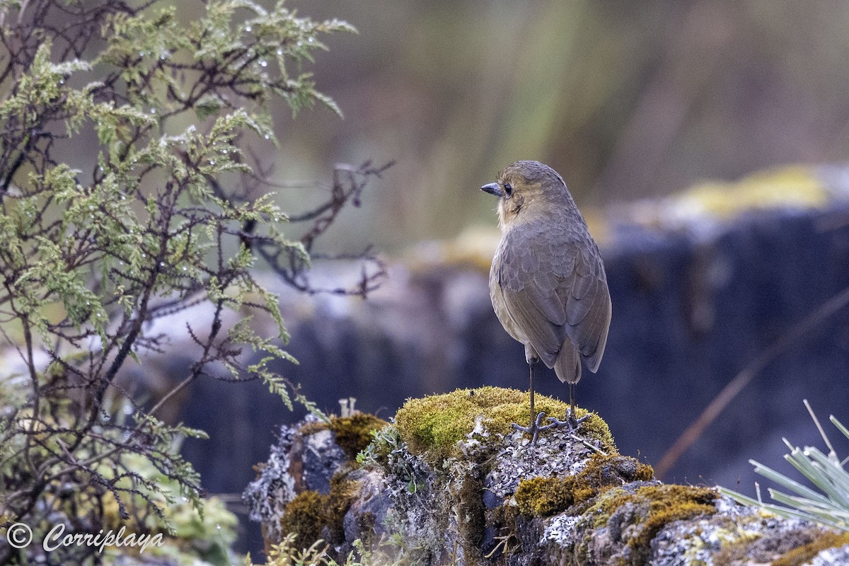 Boyaca Antpitta - ML651929780