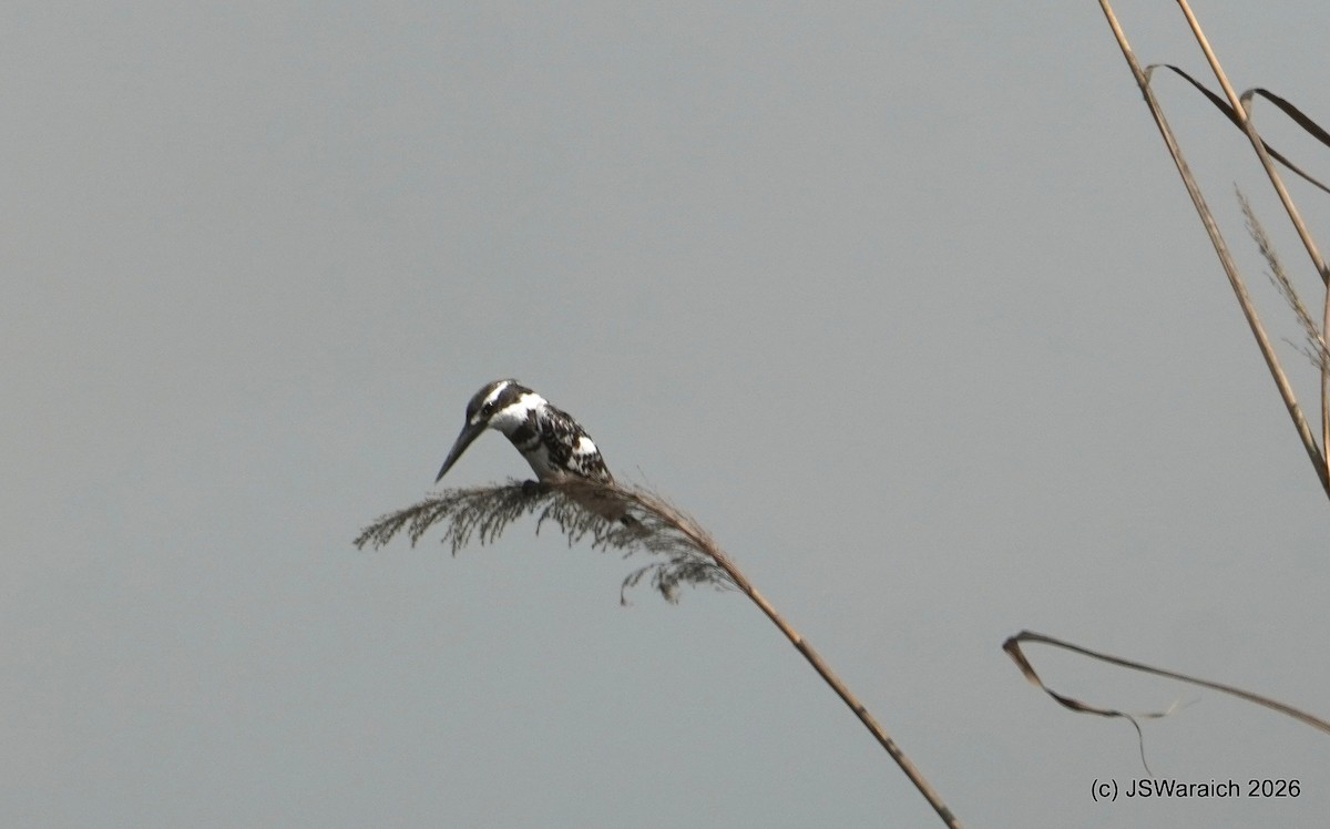 Pied Kingfisher - ML651929849