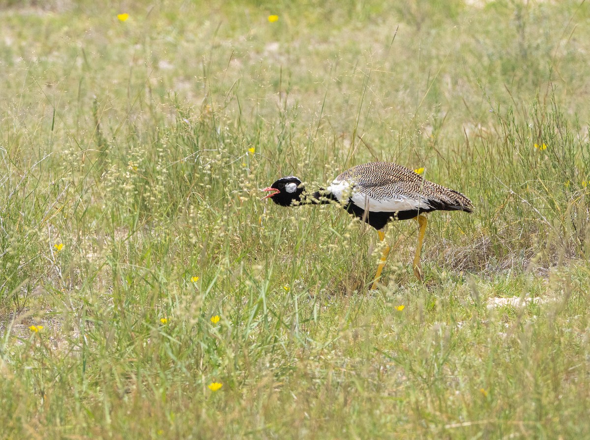 Белокрылый корхан - ML651929965