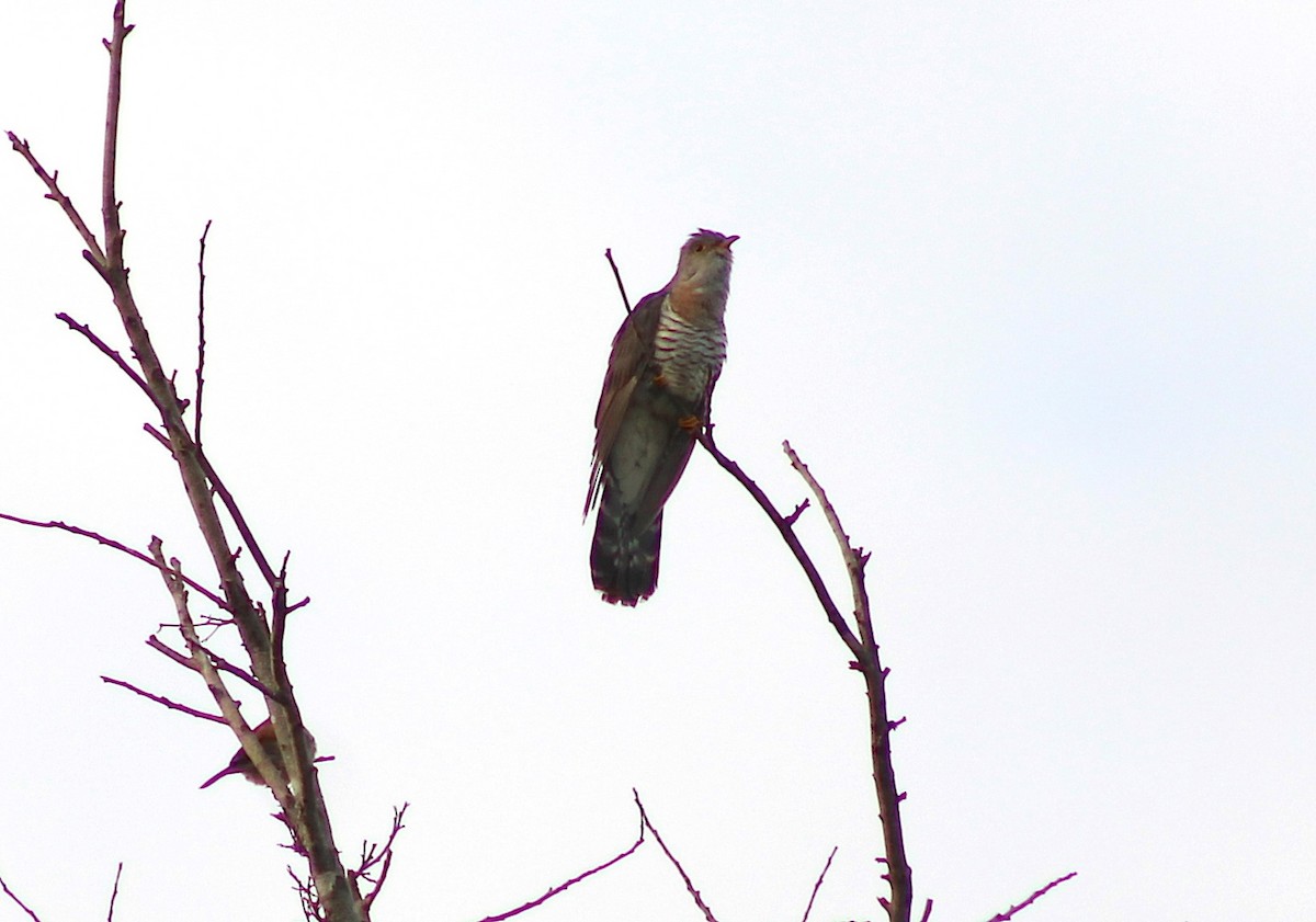 Red-chested Cuckoo - ML651929980
