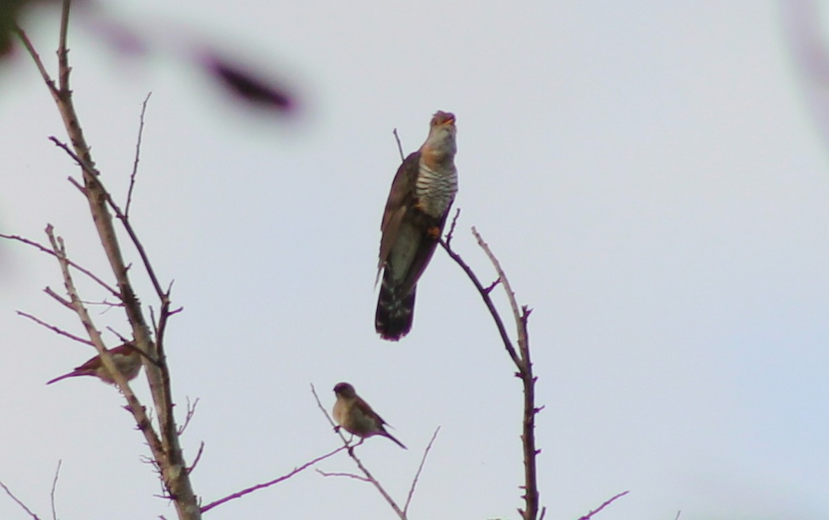 Red-chested Cuckoo - ML651929985