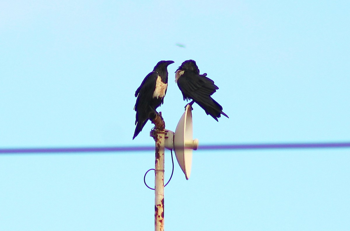 Pied Crow - ML651929986