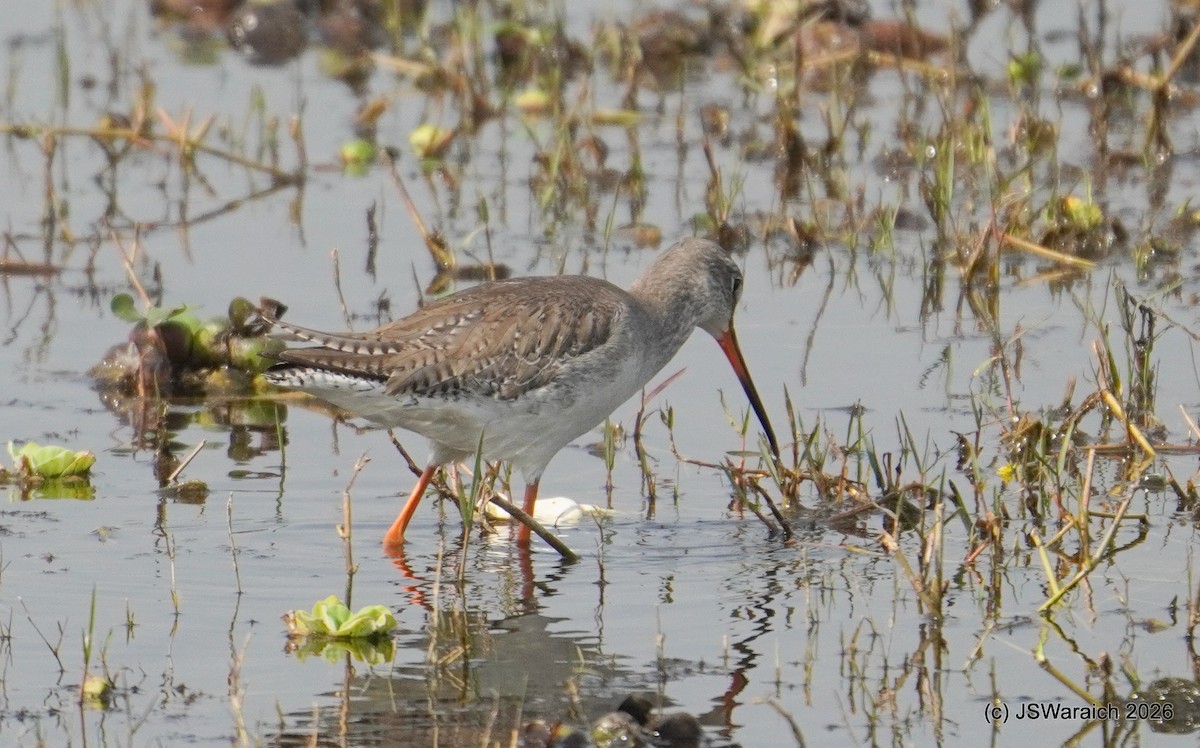 Spotted Redshank - ML651929989