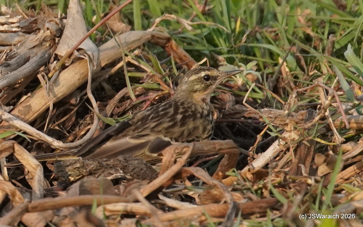 Rosy Pipit - ML651930302