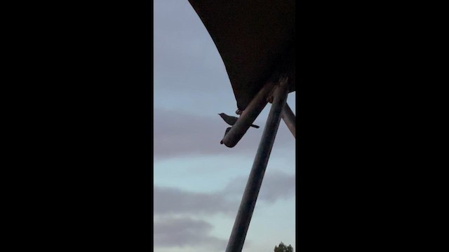 ネコマネドリ - ML651930311