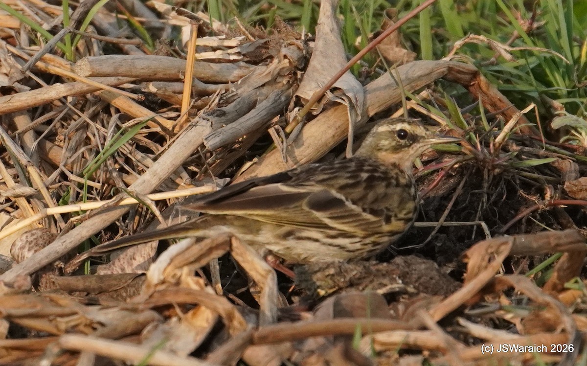 Rosy Pipit - ML651930316