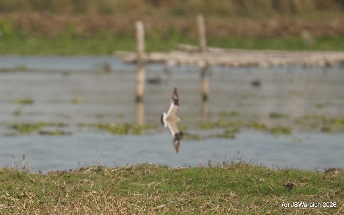 Small Pratincole - ML651930337