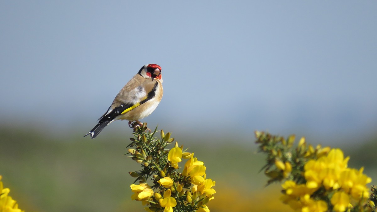 Chardonneret élégant - ML651930583