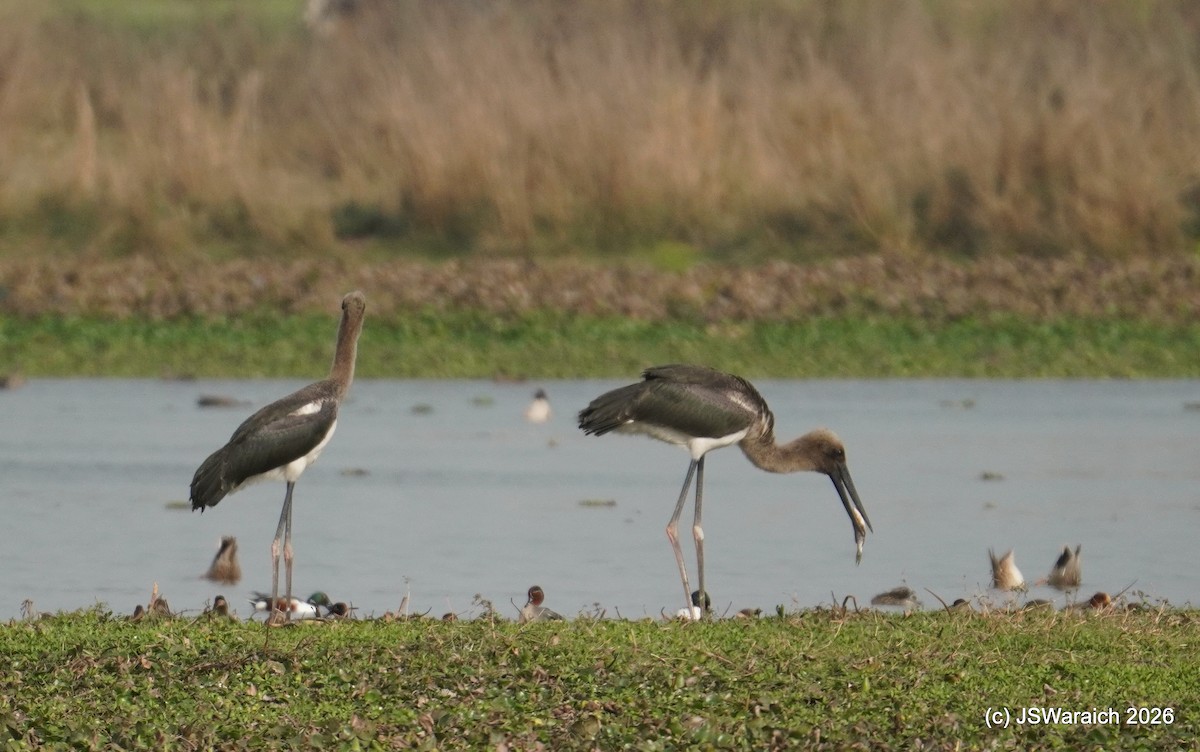 Black-necked Stork - ML651930760