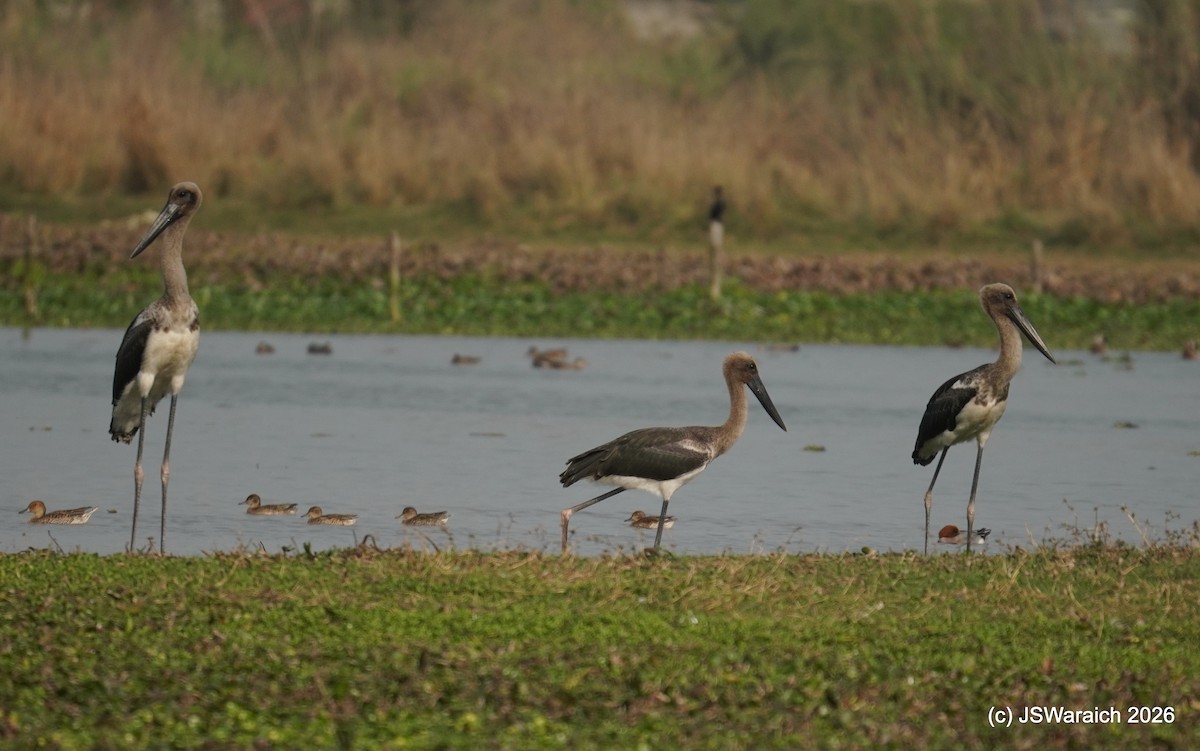 Black-necked Stork - ML651930761