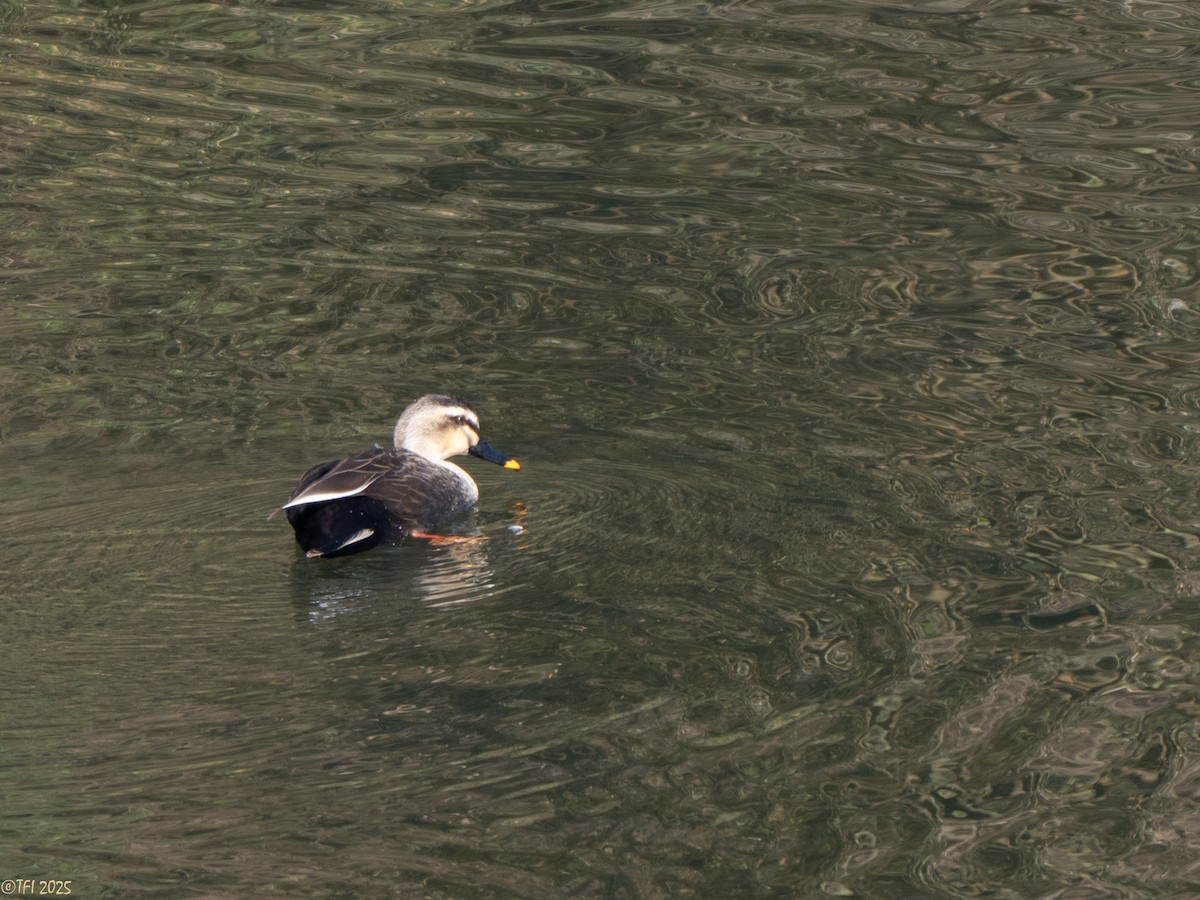 Крижень китайський - ML651931114