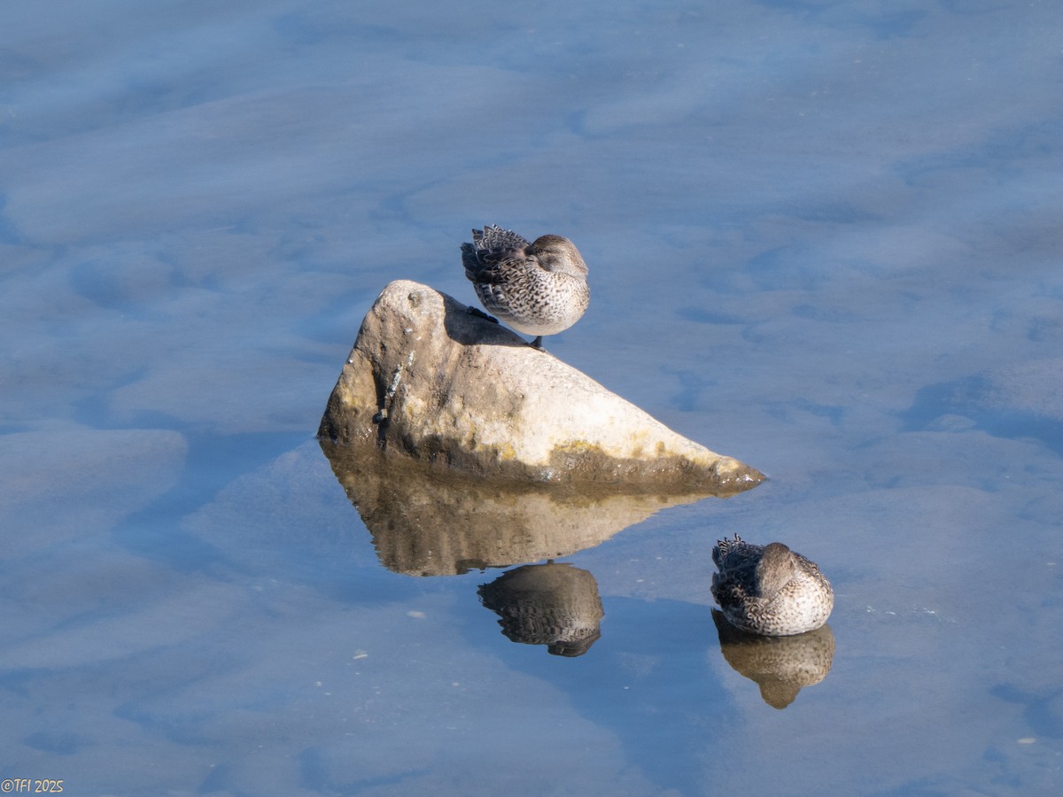 Чирянка мала (підвид crecca) - ML651931309