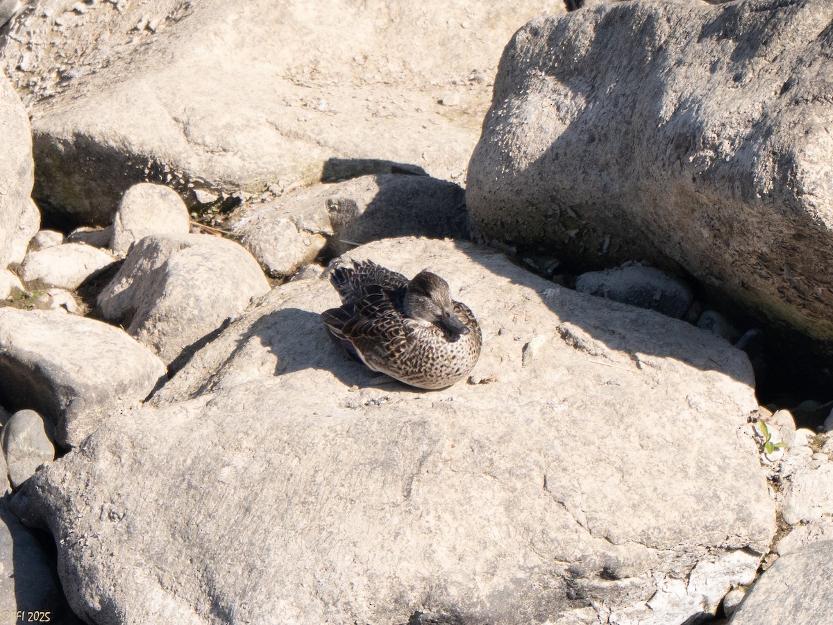 Чирянка мала (підвид crecca) - ML651931310