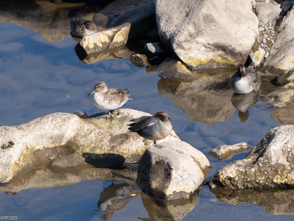 Чирянка мала (підвид crecca) - ML651931313