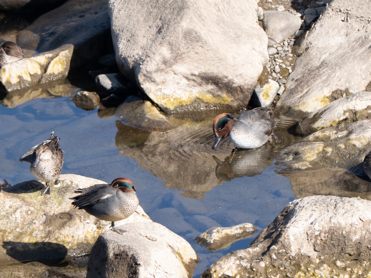 Чирянка мала (підвид crecca) - ML651931315