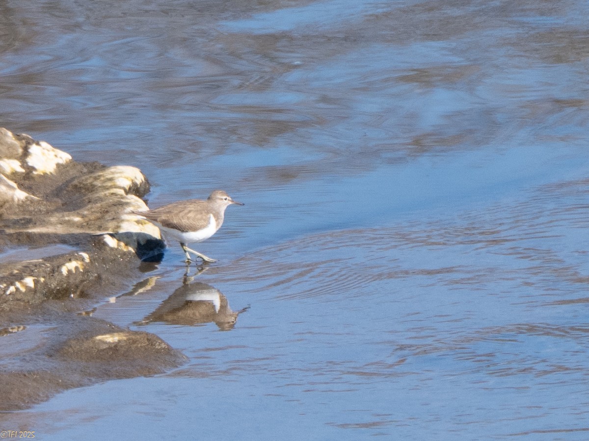 Набережник палеарктичний - ML651931329
