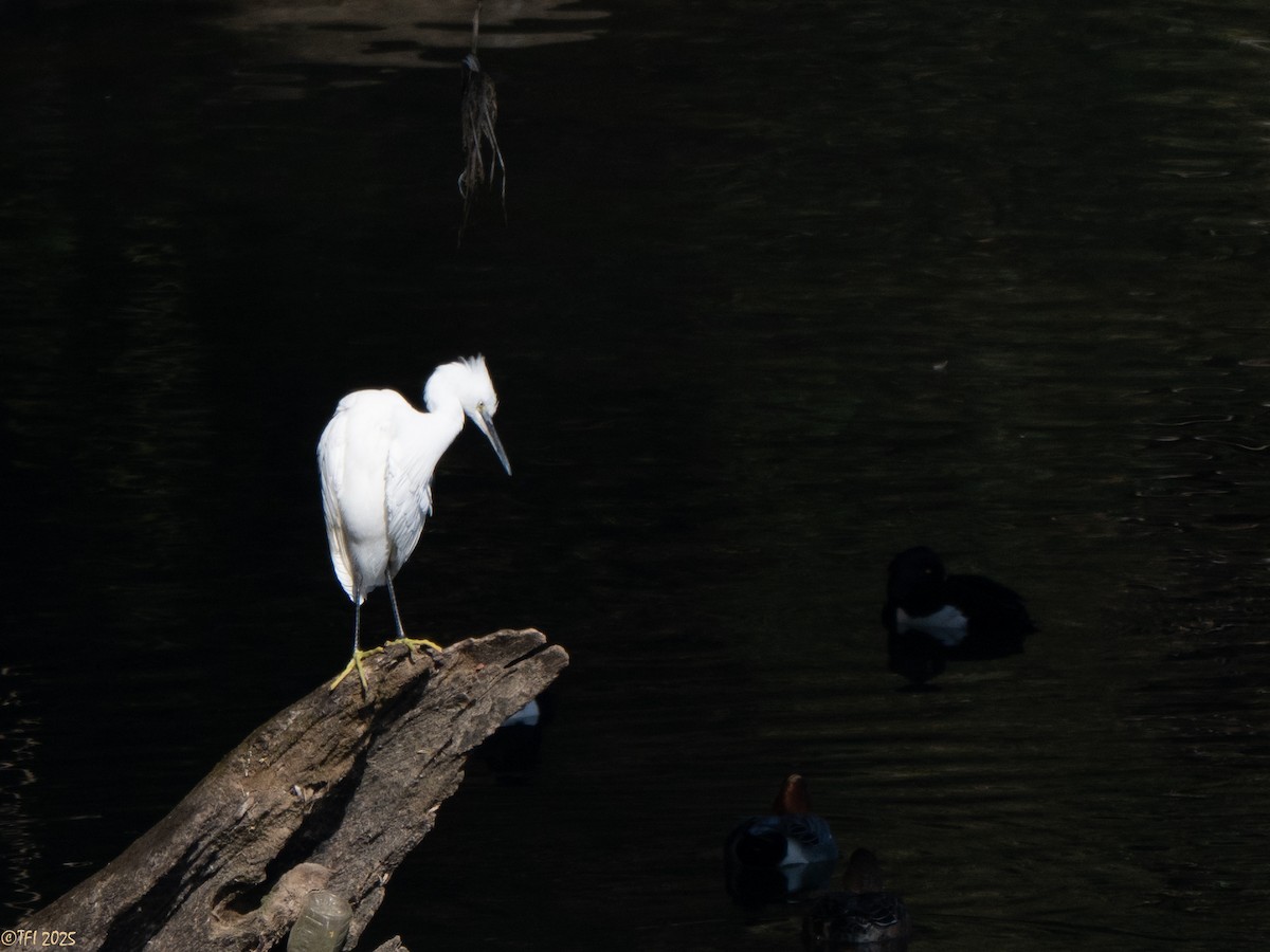 Чепура мала - ML651931350