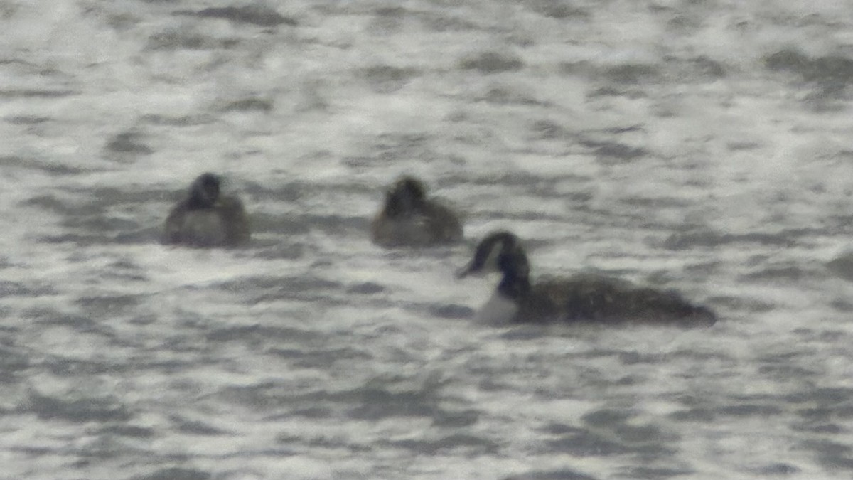 Cackling Goose (Richardson's) - ML651931414