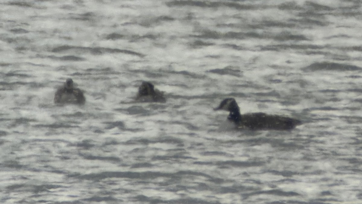 Cackling Goose (Richardson's) - ML651931415