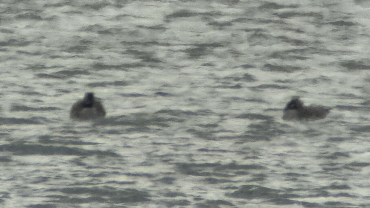 Cackling Goose (Richardson's) - ML651931416