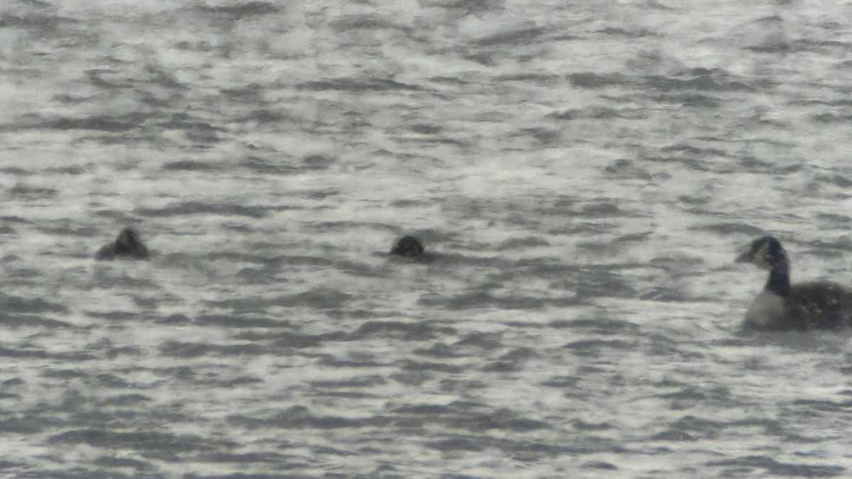 Cackling Goose (Richardson's) - ML651931417