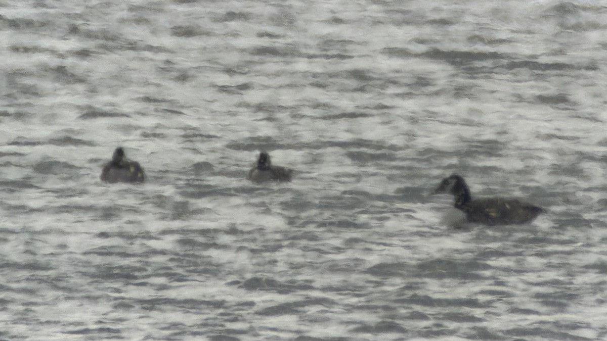 Cackling Goose (Richardson's) - ML651931418