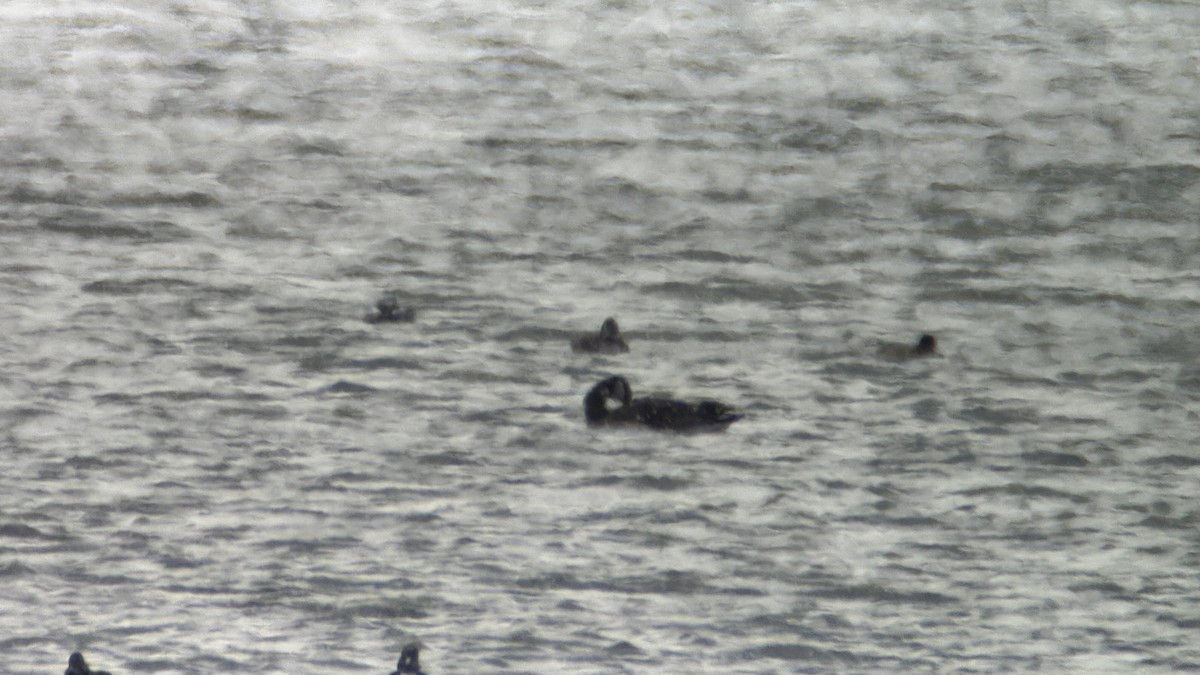 Cackling Goose (Richardson's) - ML651931419