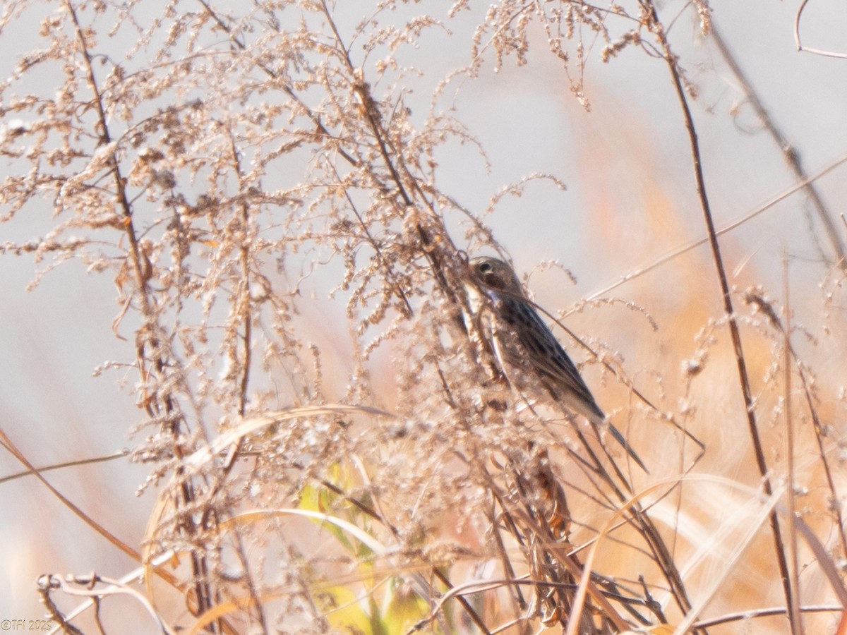 Вівсянка сіроголова - ML651931777