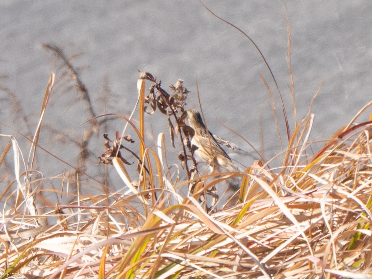 Вівсянка сіроголова - ML651931779