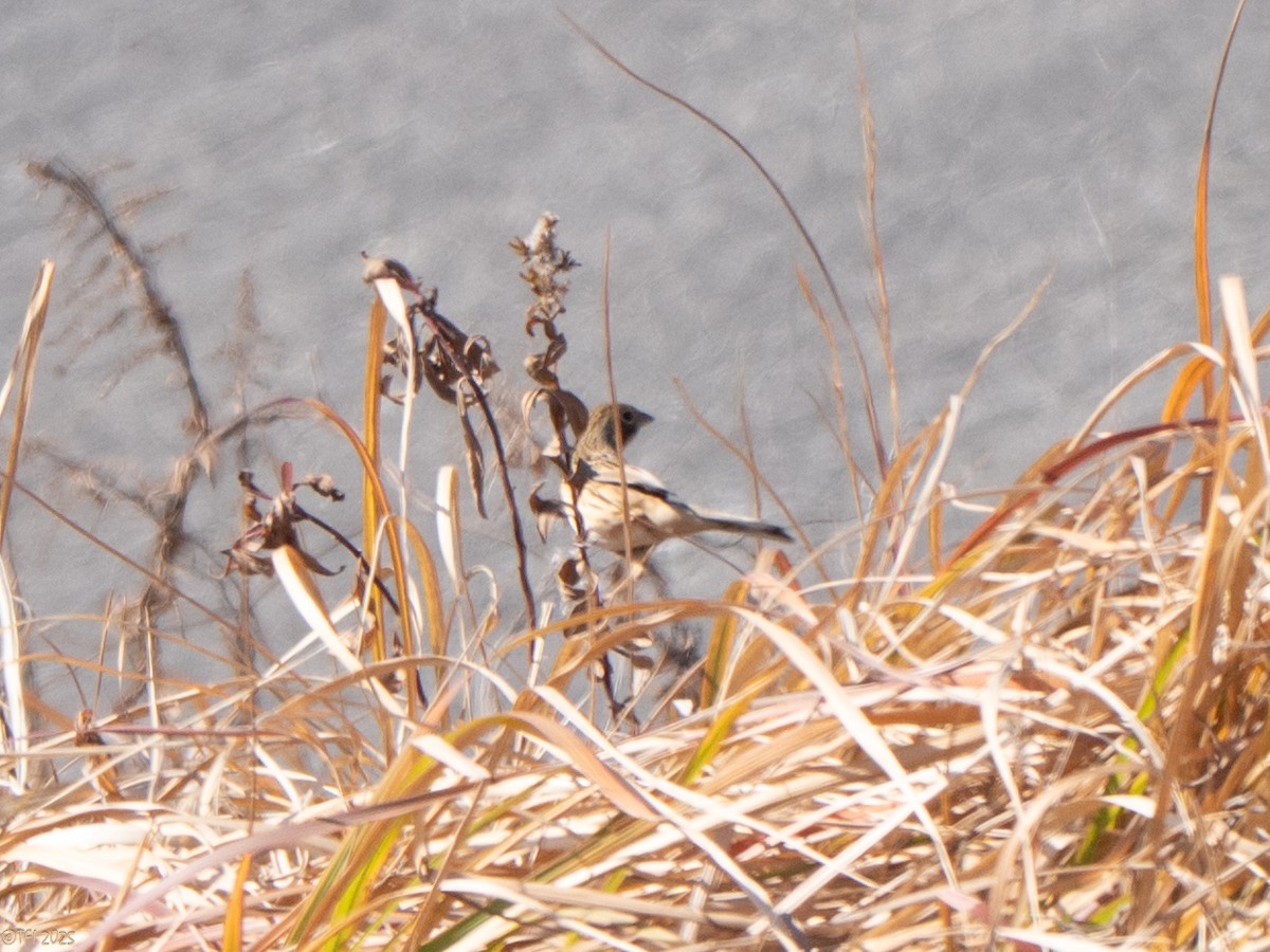 Вівсянка сіроголова - ML651931780